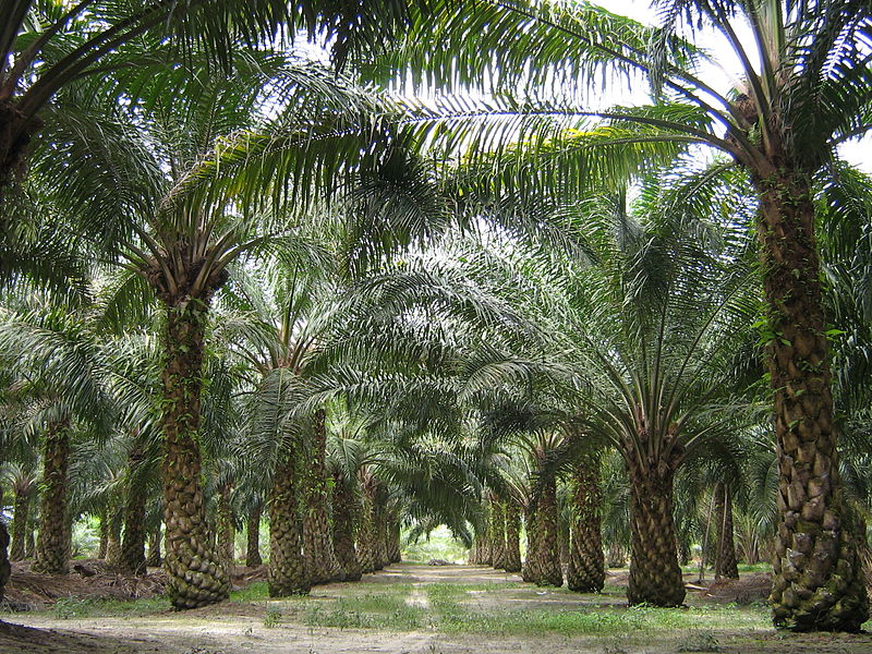 So sieht eine Palmölplantage aus