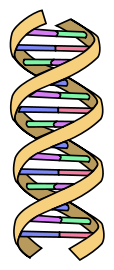 By DNA simple2.svg: Forluvoft derivative work: Leyo (DNA simple2.svg) [Public domain], via Wikimedia Commons
