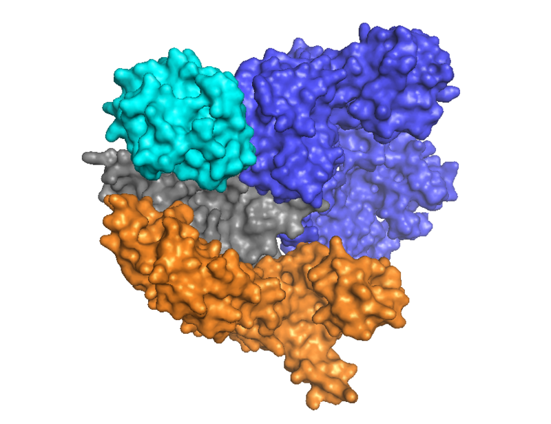 Cas9 Apo Structure" by Ben.lafrance - Template:Own rendition of the crystal structure solved by M Jinek et al, published in Science 2014. Licensed under CC BY-SA 4.0 via Commons.